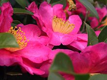 Bay Area Wholesale Nursery Sacramento